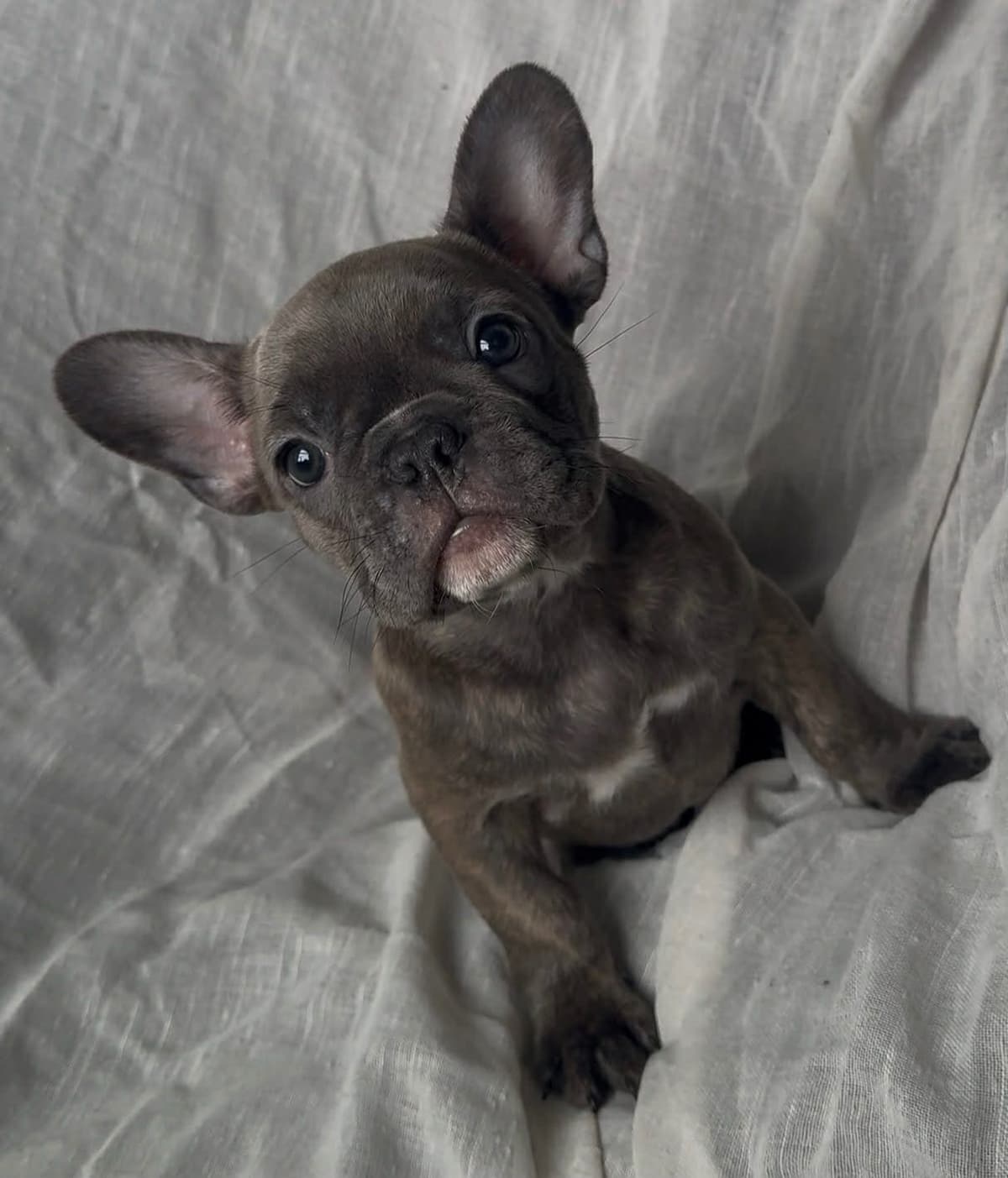Merle French Bulldog Puppies breeder image 7