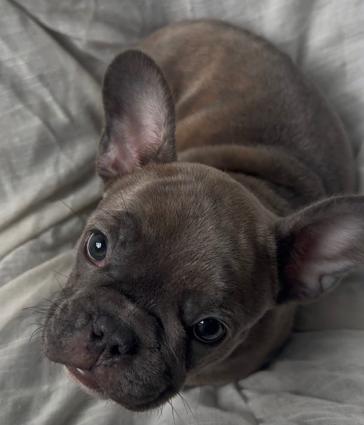 Merle French Bulldog Puppies breeder image 8