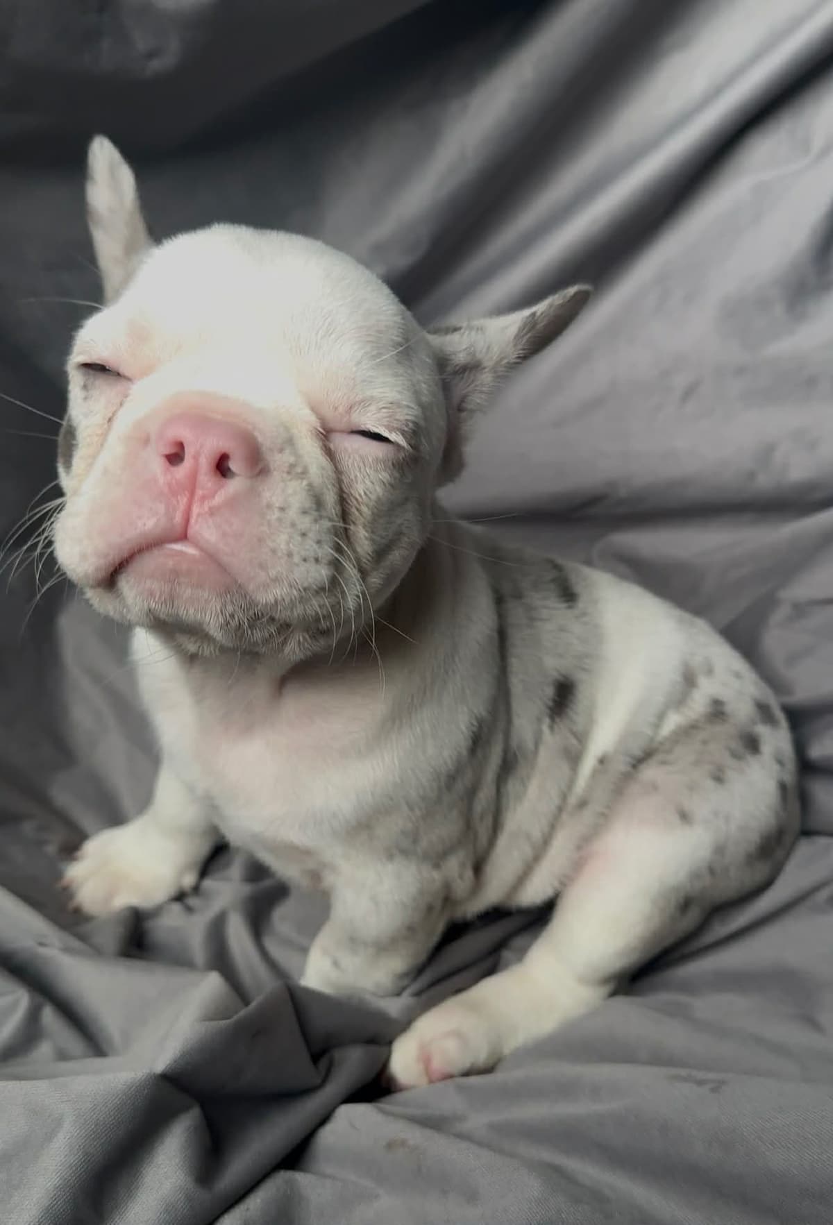 Merle French Bulldog Puppies breeder image 9
