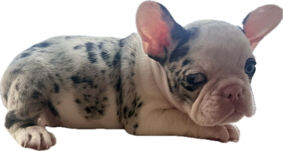 Merle French Bulldog Puppies breeder image 10