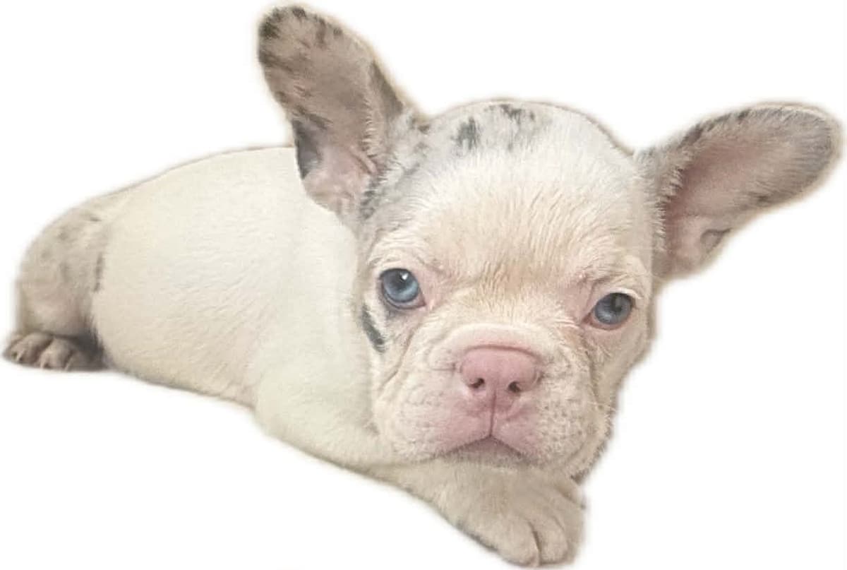 Merle French Bulldog Puppies breeder image 11