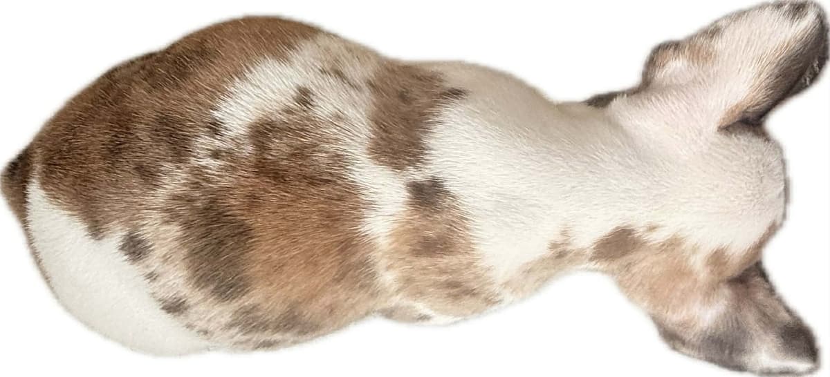 Merle French Bulldog Puppies breeder image 12