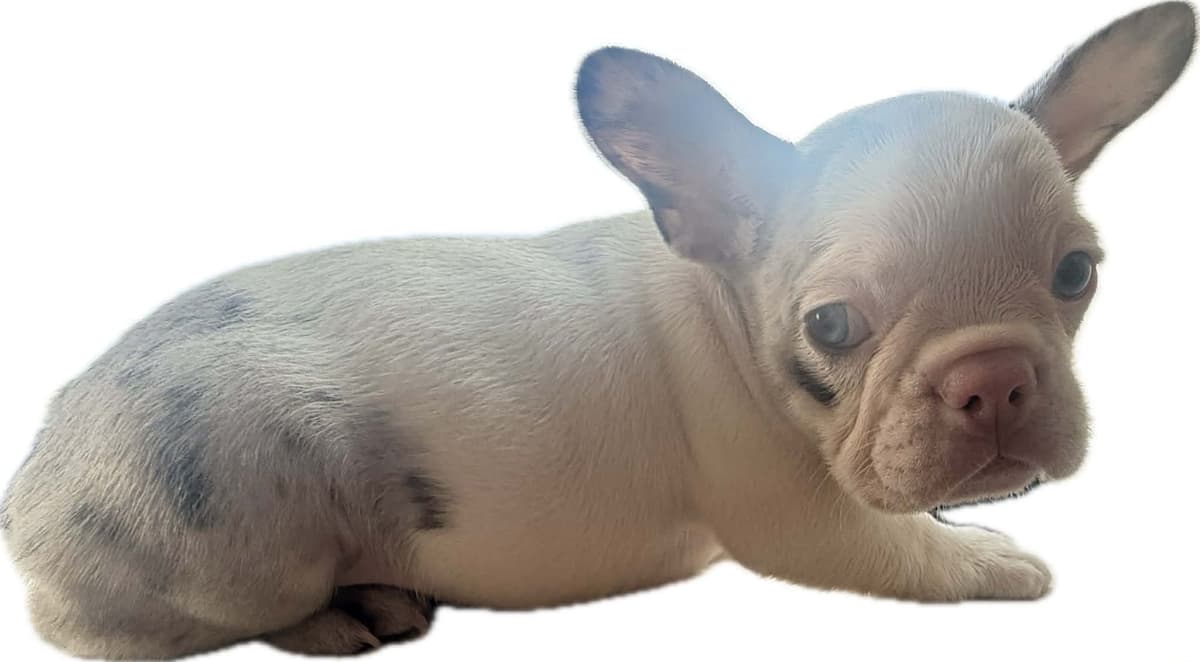 Merle French Bulldog Puppies breeder image 13