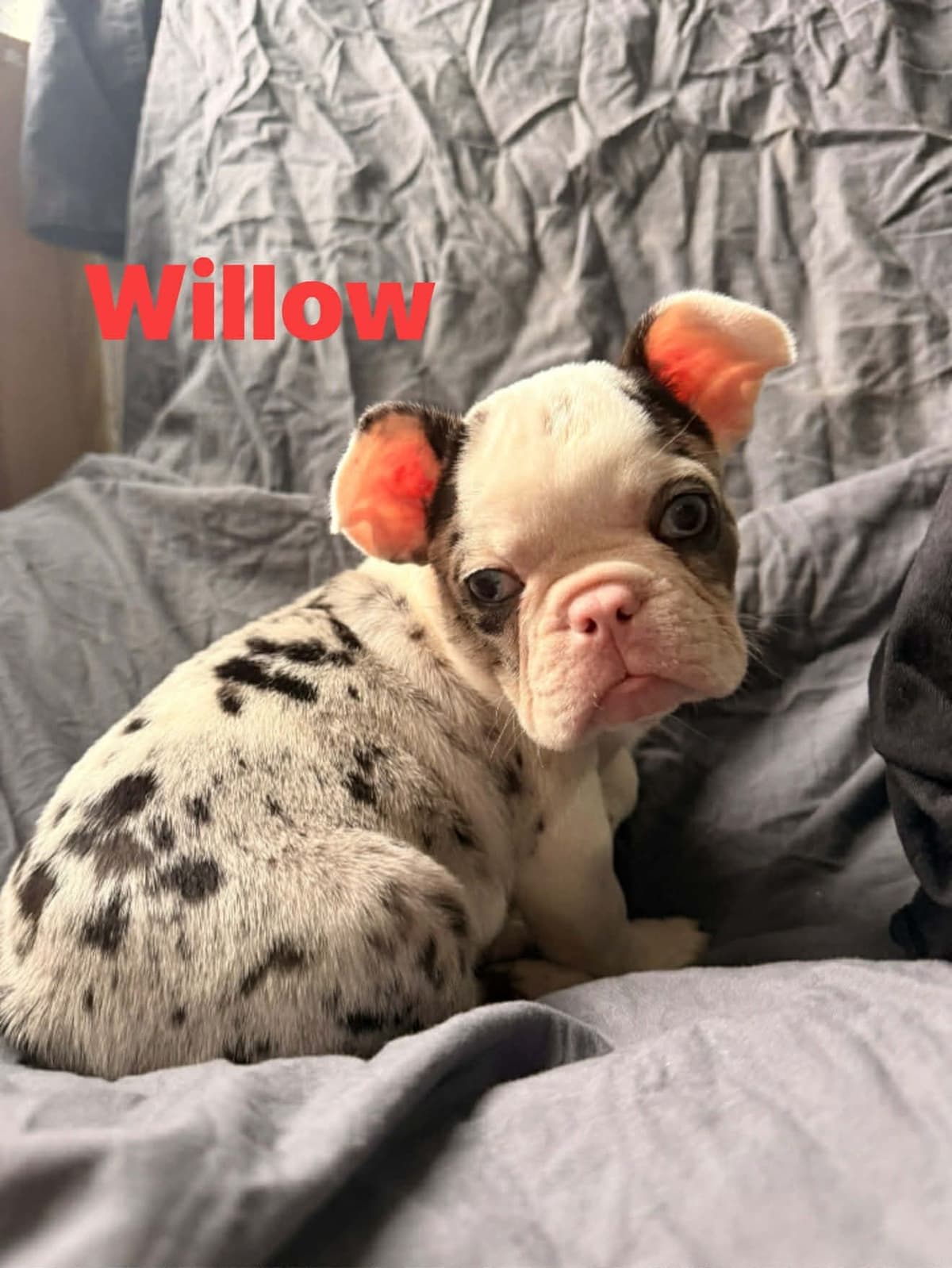 Merle French Bulldog Puppies breeder image 16