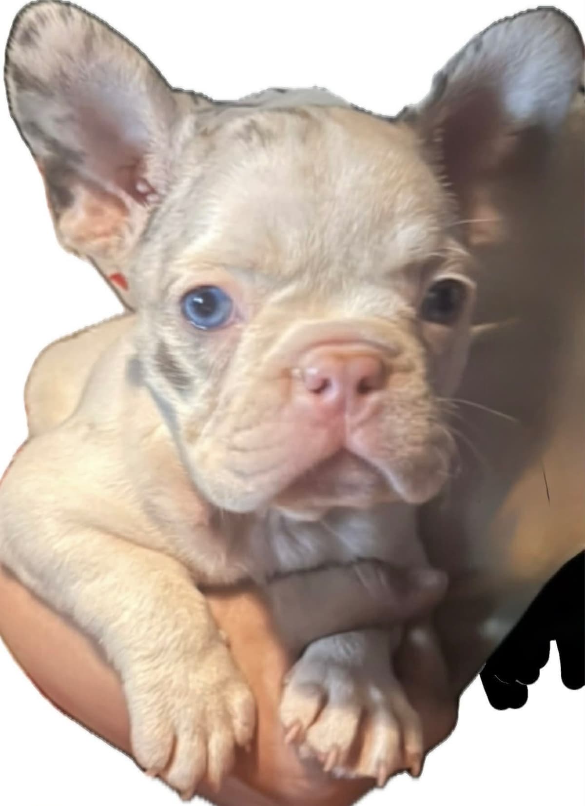 Merle French Bulldog Puppies breeder image 17