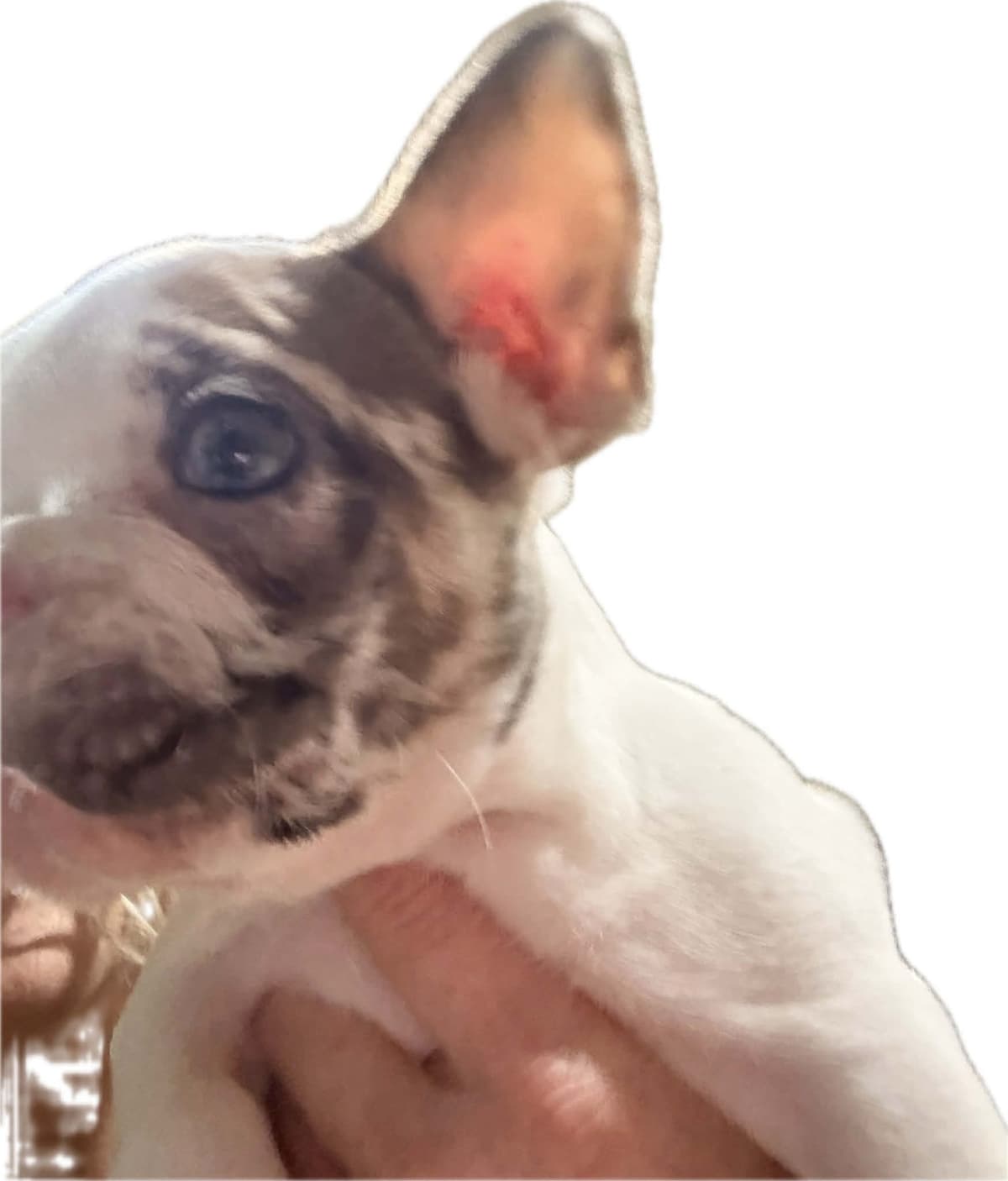 Merle French Bulldog Puppies breeder image 18