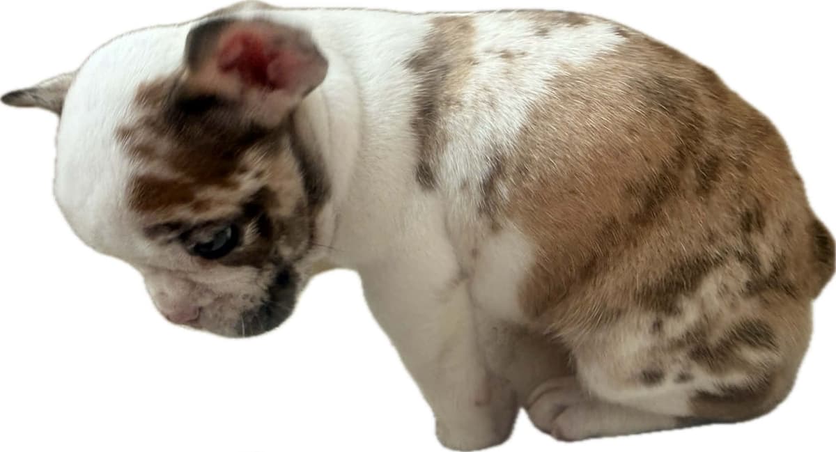 Merle French Bulldog Puppies breeder image 19