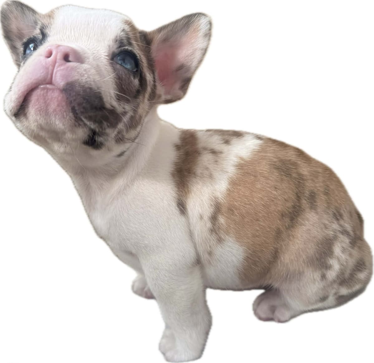 Merle French Bulldog Puppies breeder image 20
