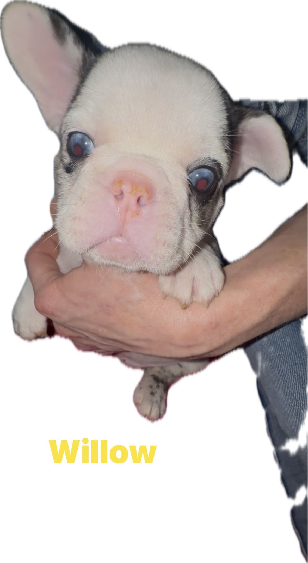 Merle French Bulldog Puppies breeder image 21