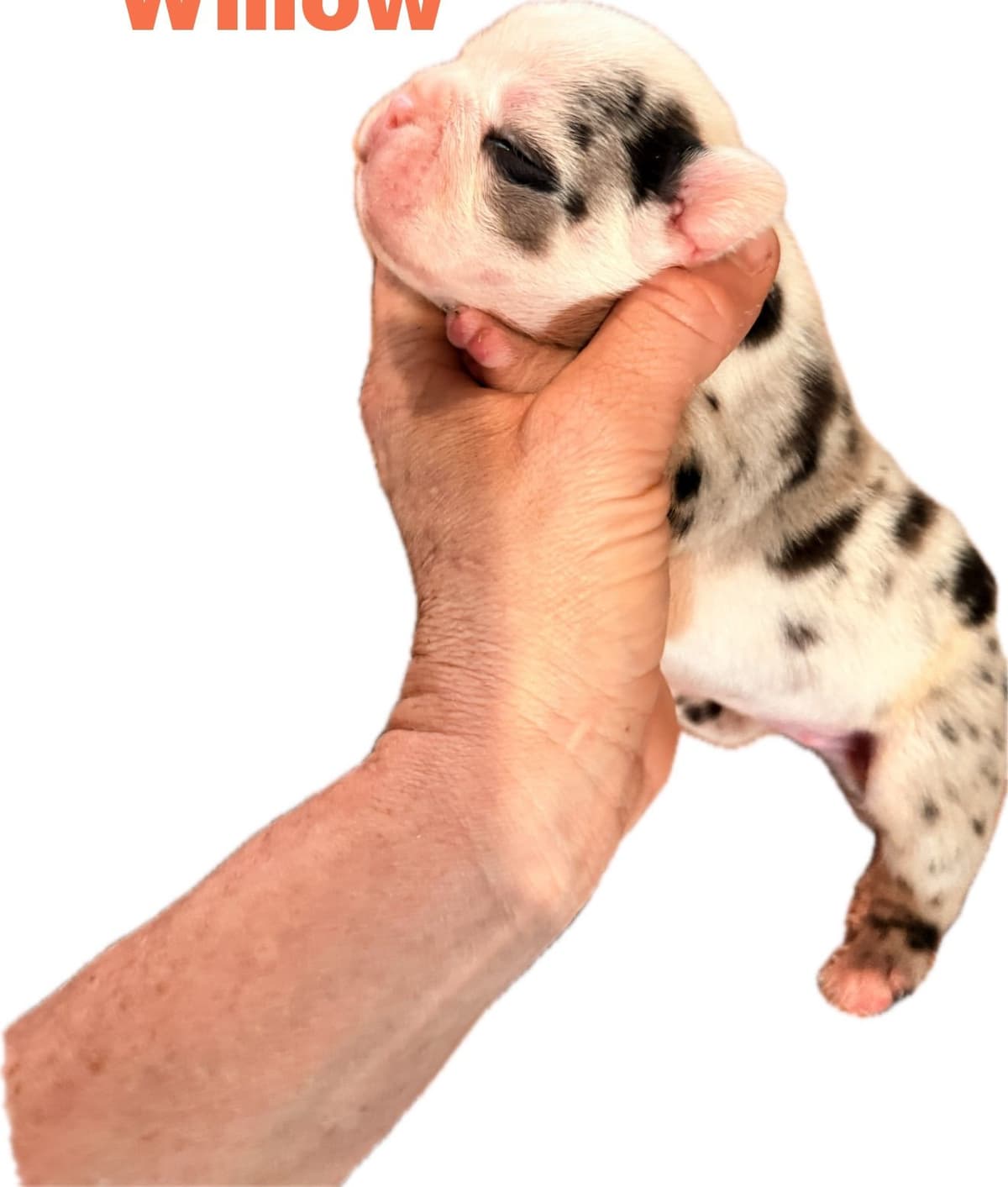 Merle French Bulldog Puppies breeder image 22