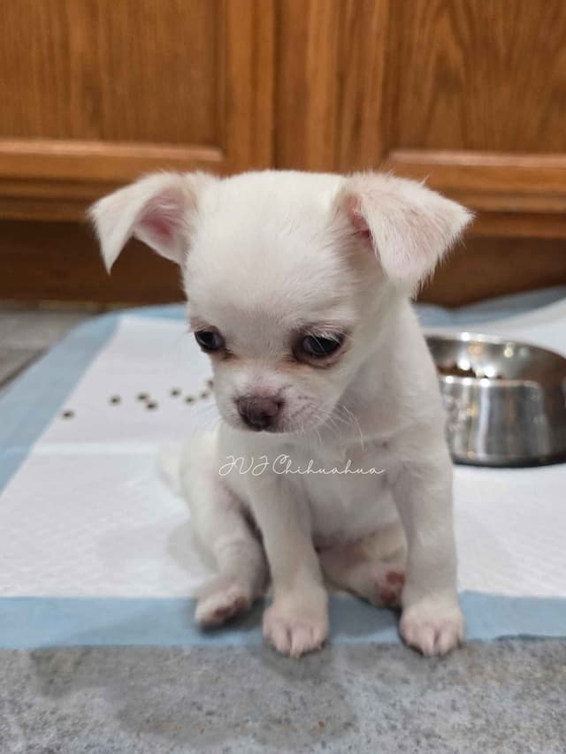 Chihuahua Puppies media 2