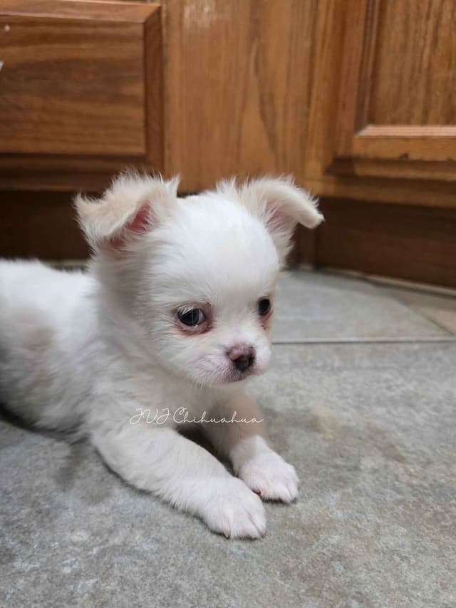 Chihuahua Puppies media 5