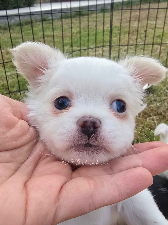Chihuahua Puppies media 6