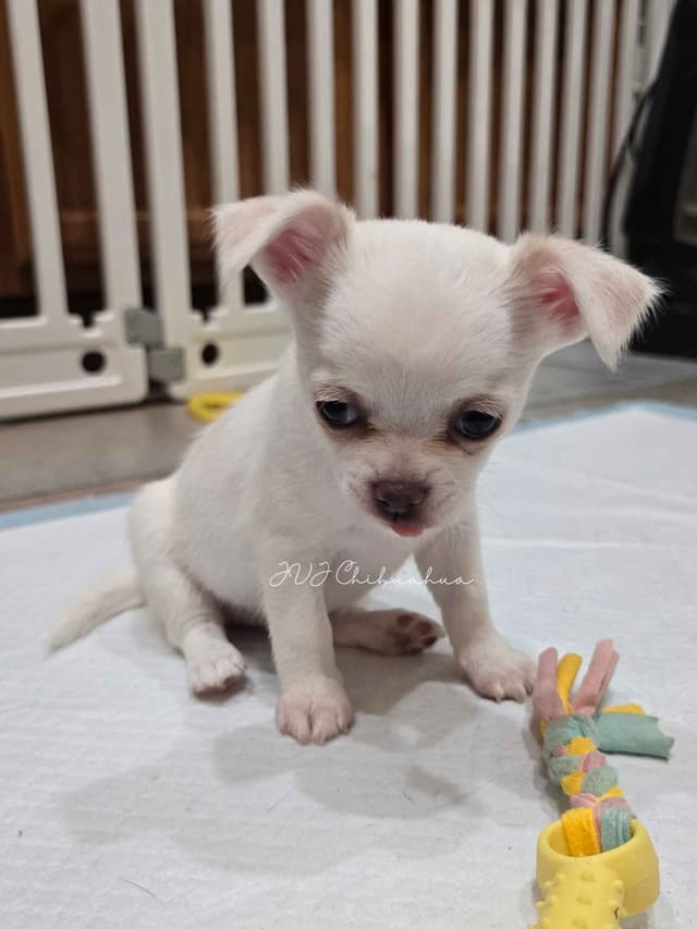 Chihuahua Puppies media 4