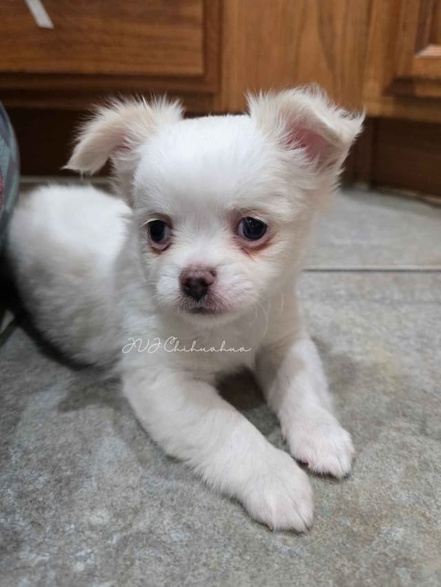 Chihuahua Puppies media 3
