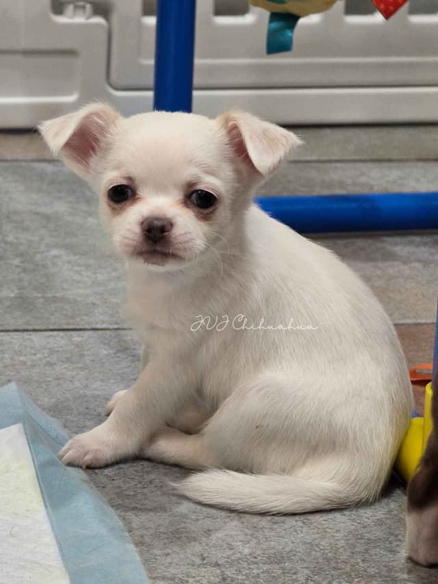 Chihuahua Puppies media 7