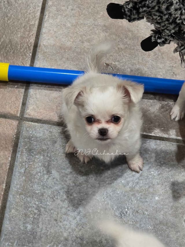 Chihuahua Puppies media 9