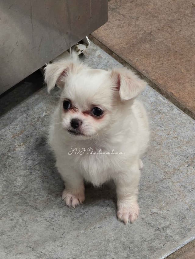 Chihuahua Puppies media 8