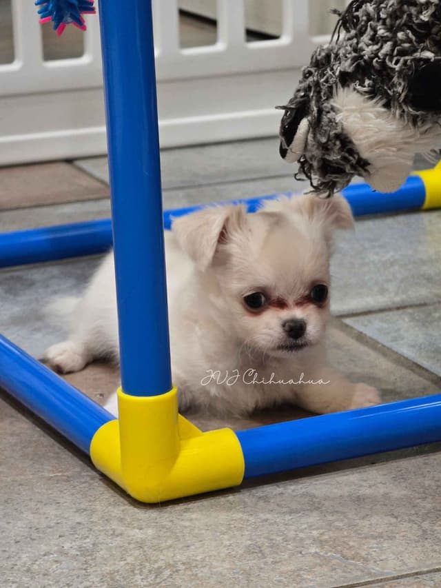 Chihuahua Puppies media 10