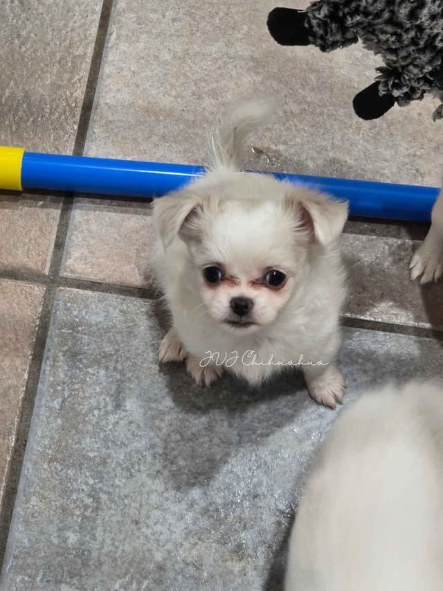 Chihuahua Puppies media 13