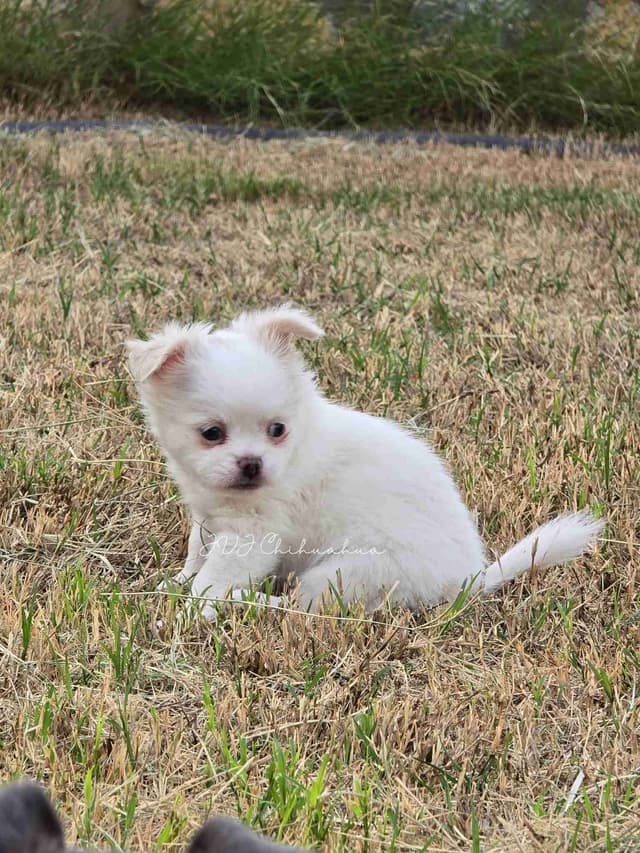 Chihuahua Puppies media 12
