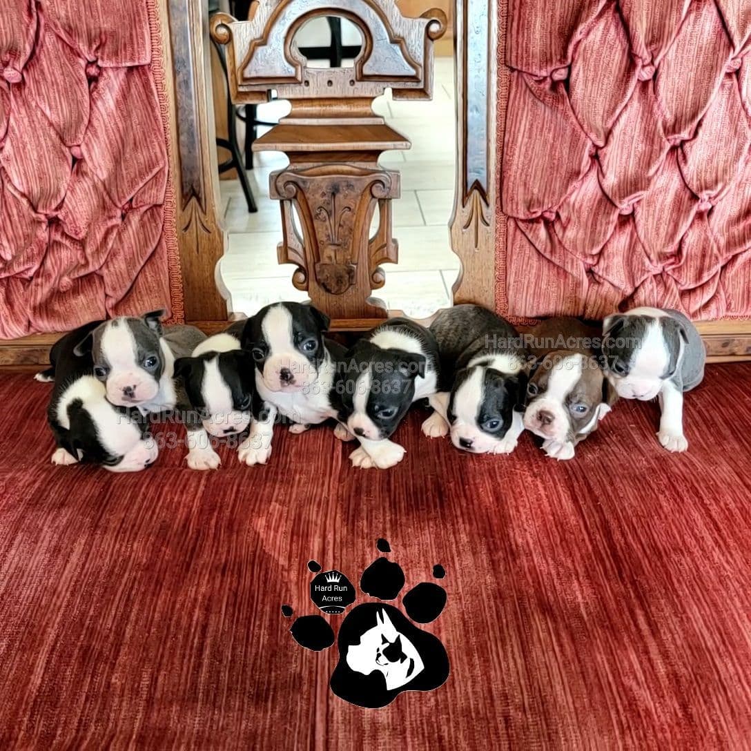 Uniquely Marked Boxer Puppies breeder image 2