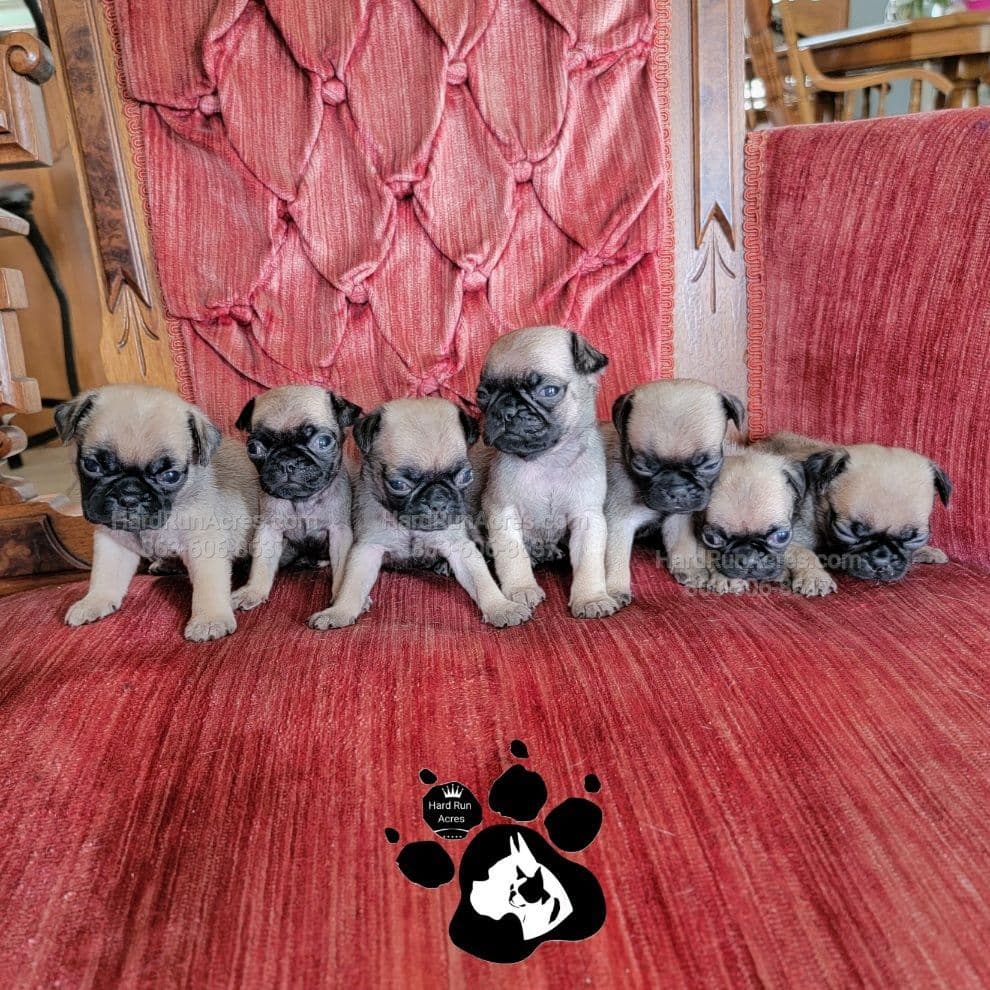 Uniquely Marked Boxer Puppies breeder image 4