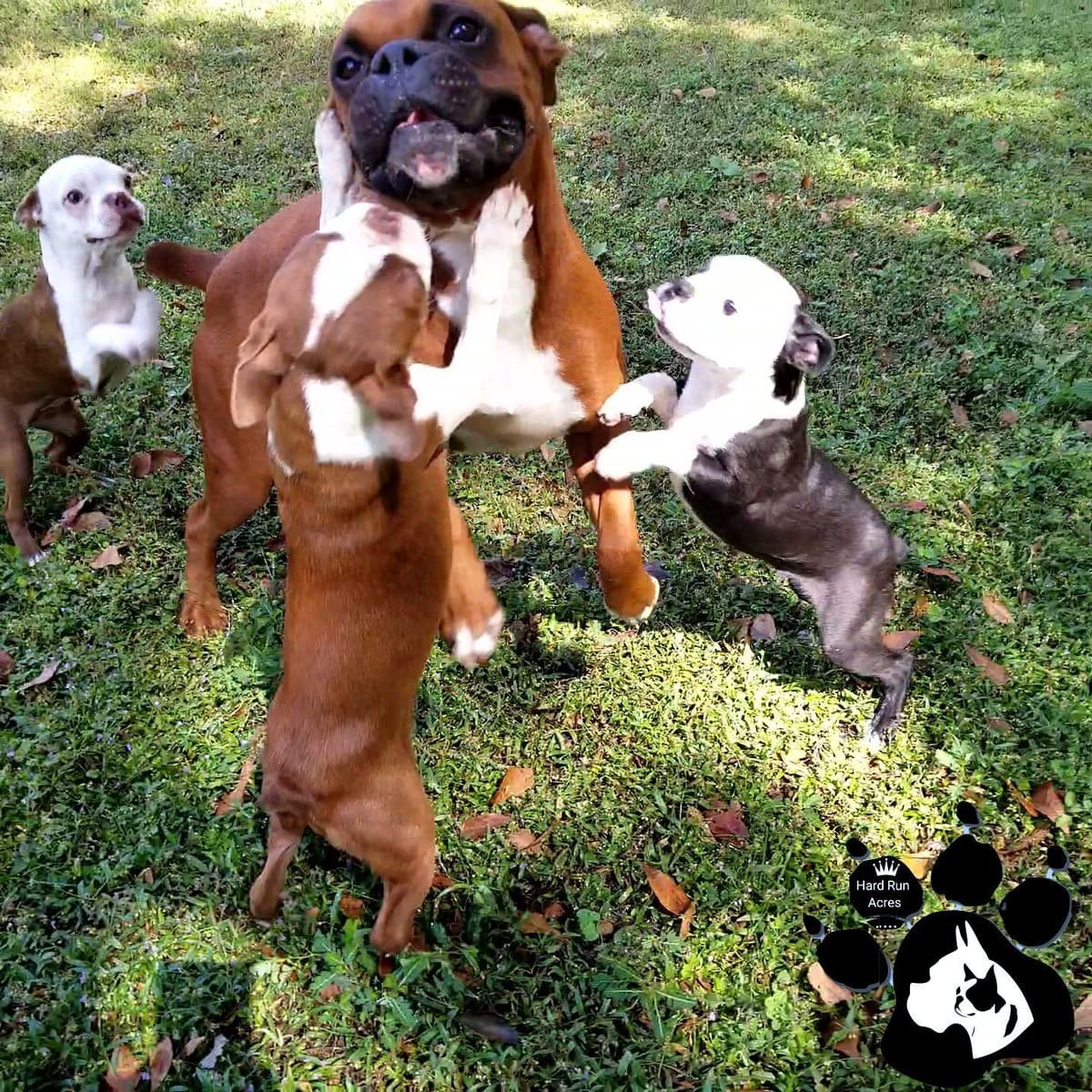 Uniquely Marked Boxer Puppies breeder image 7