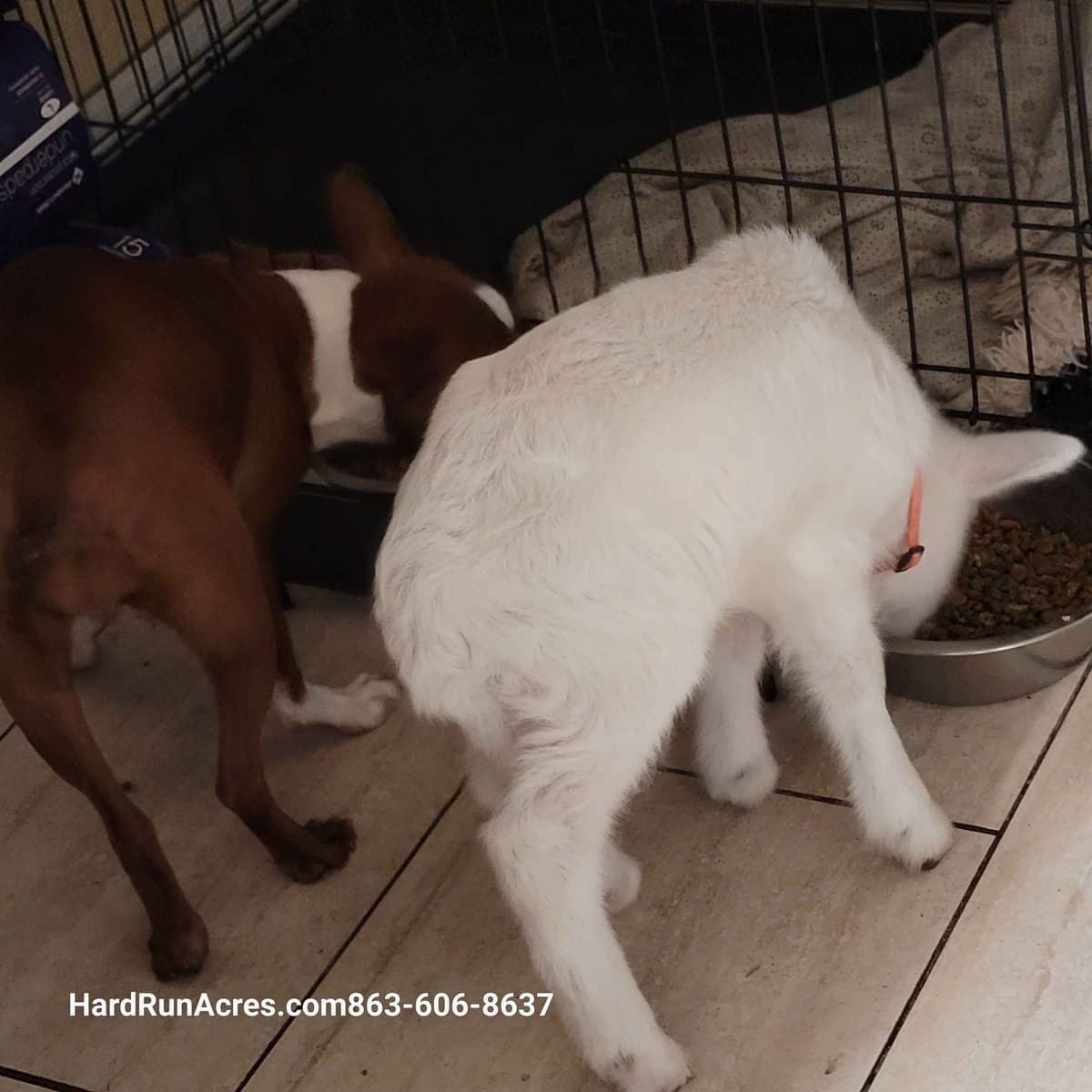 Uniquely Marked Boxer Puppies breeder image 6