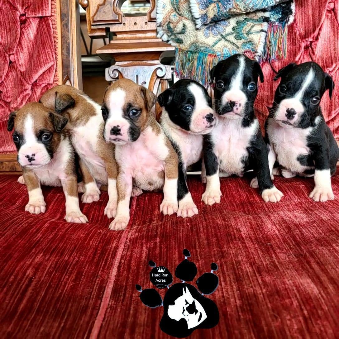 Uniquely Marked Boxer Puppies breeder image 8