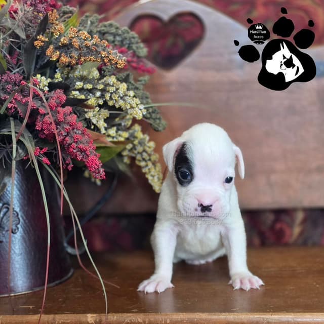 Uniquely Marked Boxer Puppies media 3