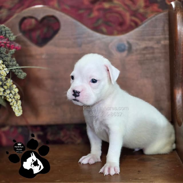 Uniquely Marked Boxer Puppies media 4