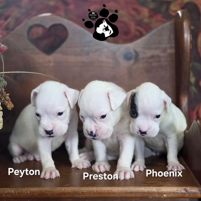 Uniquely Marked Boxer Puppies media 5