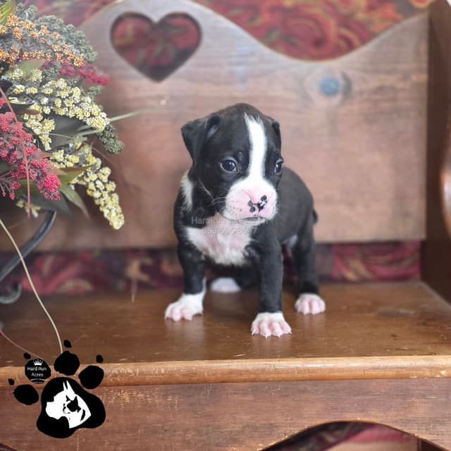 Uniquely Marked Boxer Puppies media 2