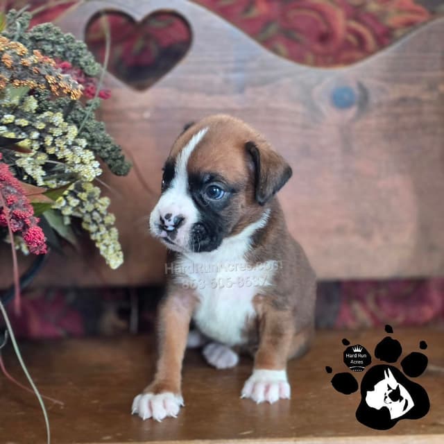 Uniquely Marked Boxer Puppies media 6