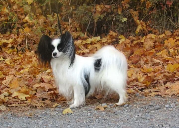 Male Papillon puppy breeder image 2