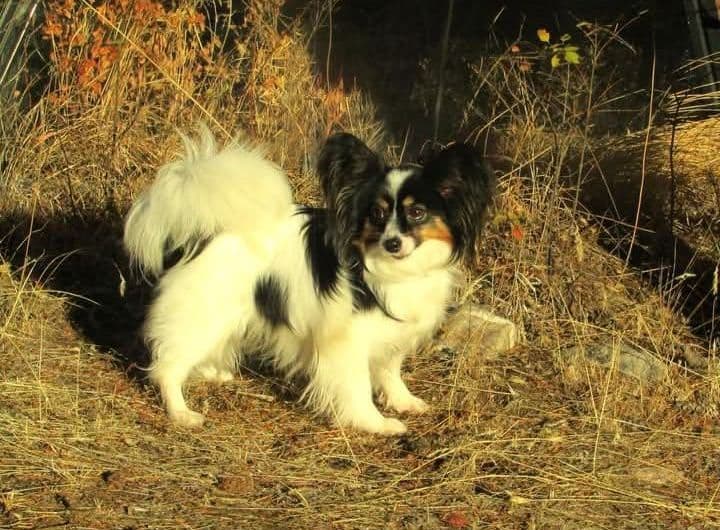 Male Papillon puppy breeder image 1