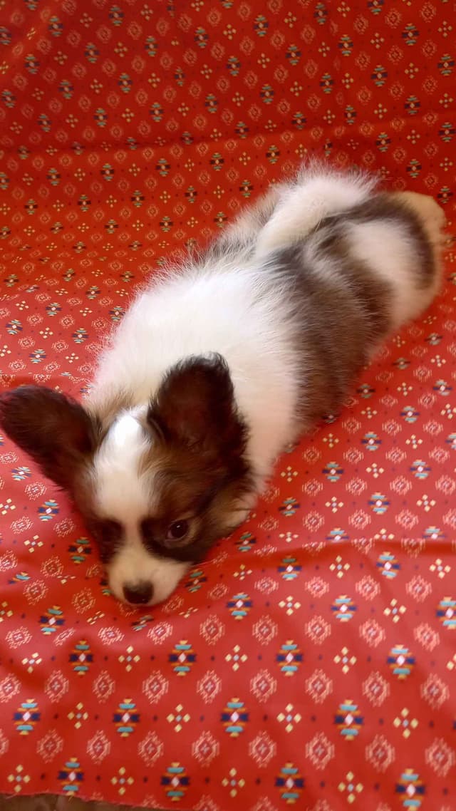 Male Papillon puppy media 2