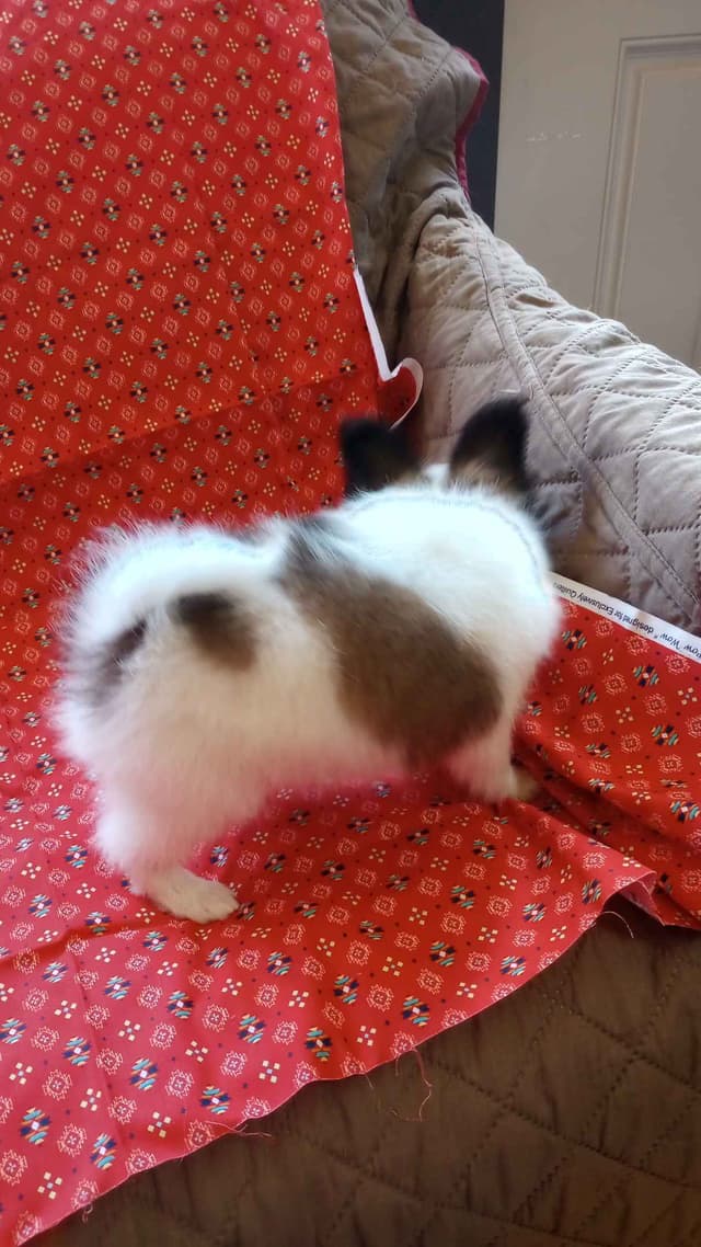 Male Papillon puppy media 4