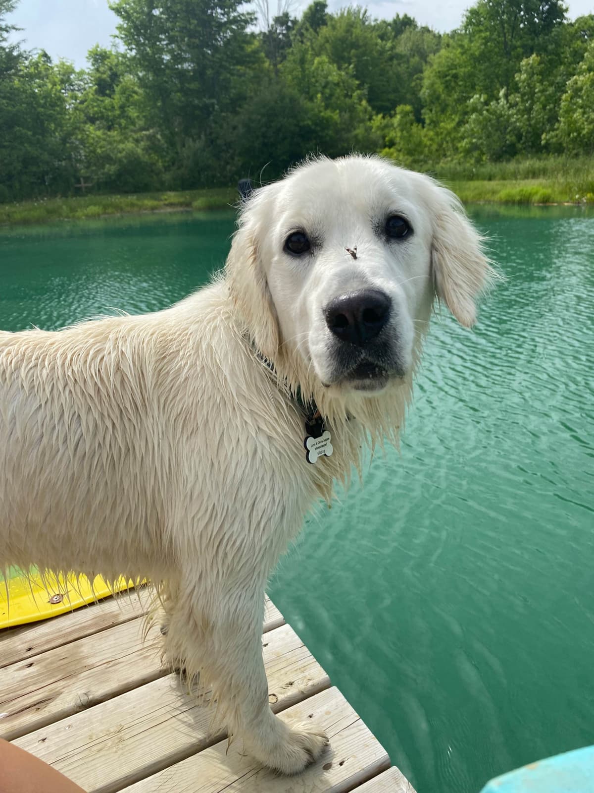 English Cream Golden Retrievers breeder image 3