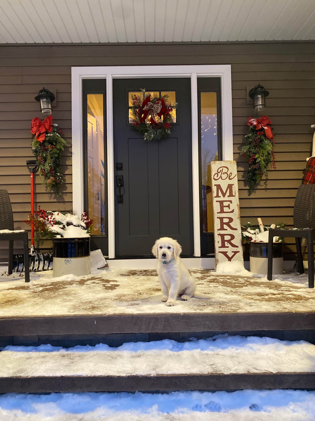 English Cream Golden Retrievers breeder image 4