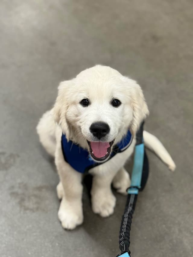 English Cream Golden Retrievers media 2