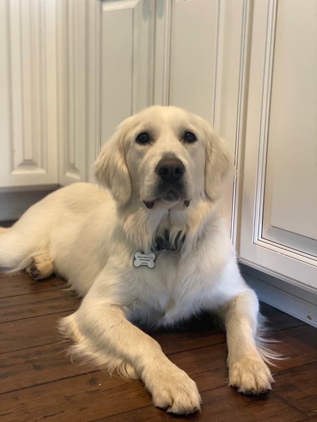 English Cream Golden Retrievers media 3