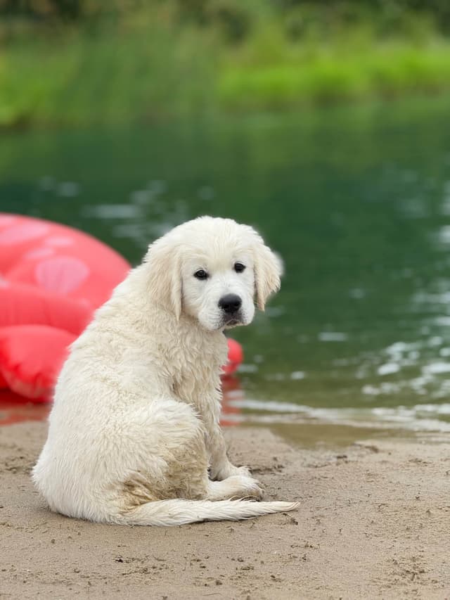 English Cream Golden Retrievers media 4
