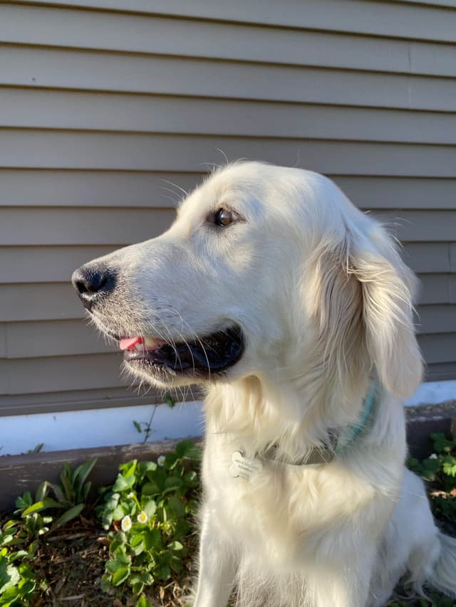 English Cream Golden Retrievers media 5
