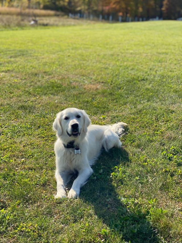 English Cream Golden Retrievers media 7