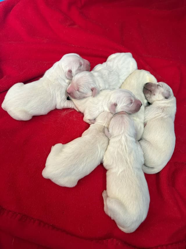 English Cream Golden Retrievers media 8