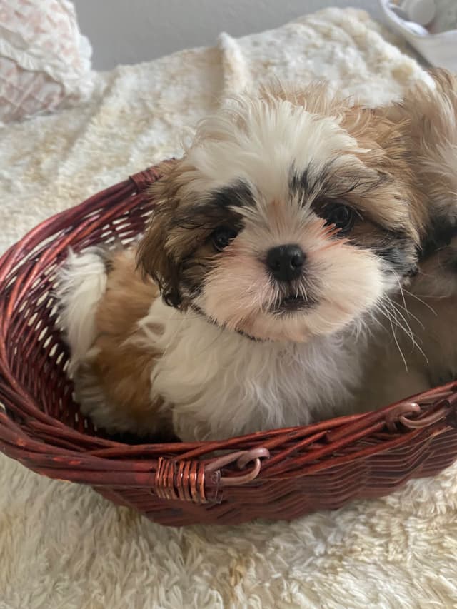 Shih Tzu Puppies media 2