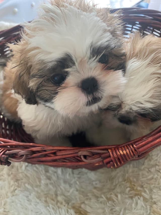 Shih Tzu Puppies media 3