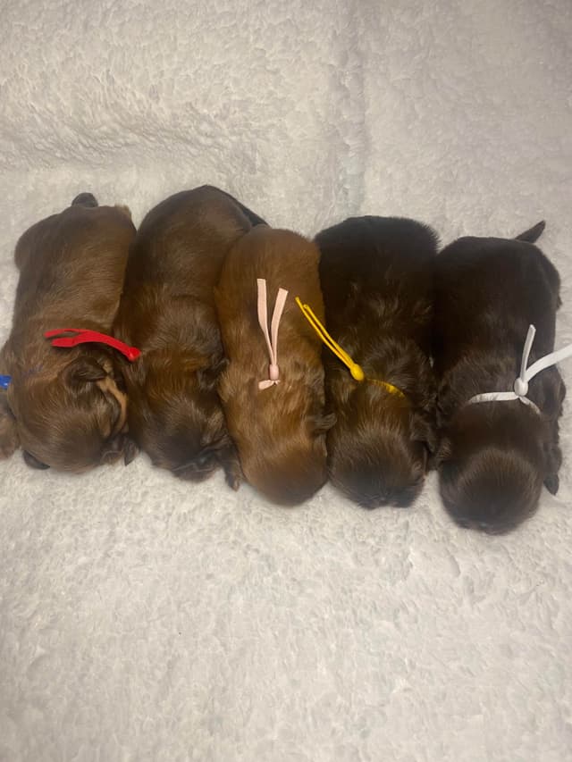 Shih Tzu Puppies media 6